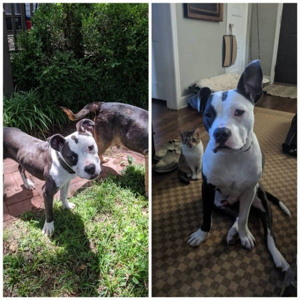 Dogs Before And After Adoption (28 pics)