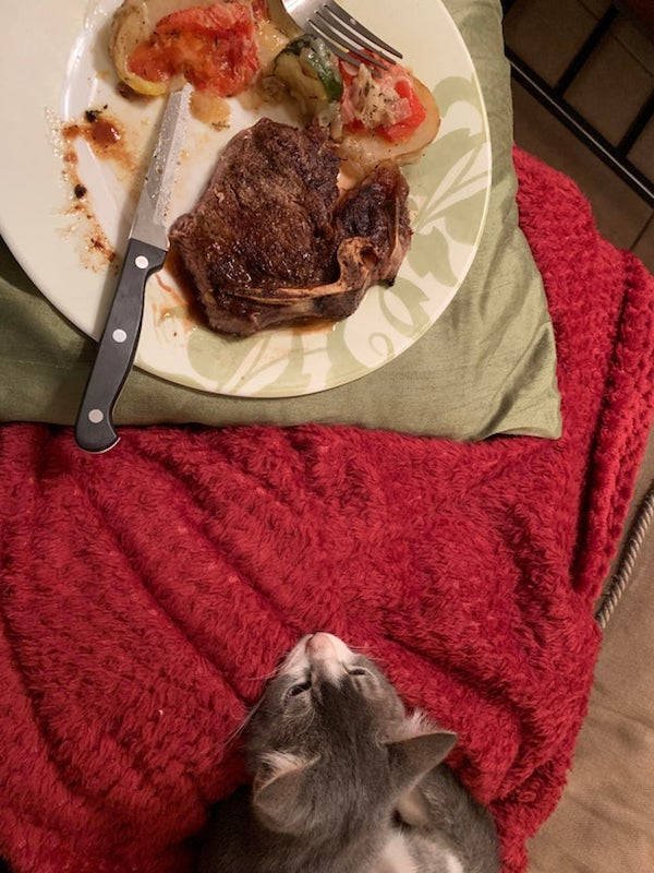 They Need Your Food (34 pics)