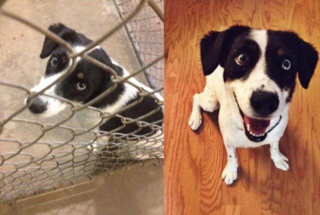 Dogs Before And After Adoption (28 pics)