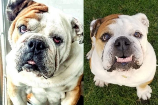 Dogs Before And After Adoption (28 pics)