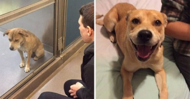 Dogs Before And After Adoption (28 pics)