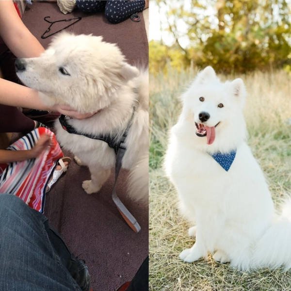 Dogs Before And After Adoption (28 pics)