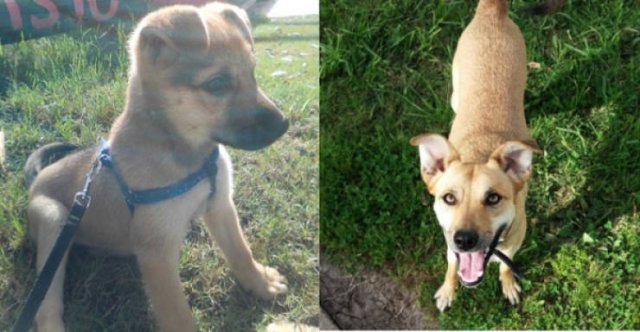 Dogs Before And After Adoption (28 pics)
