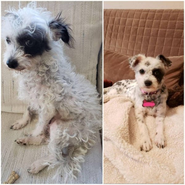 Dogs Before And After Adoption (28 pics)