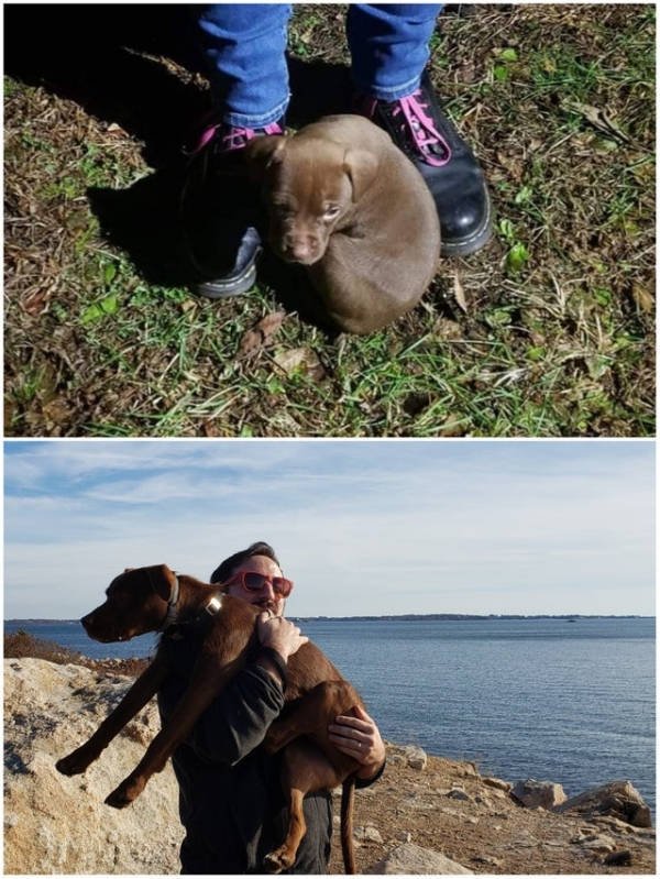 Dogs Before And After Adoption (28 pics)