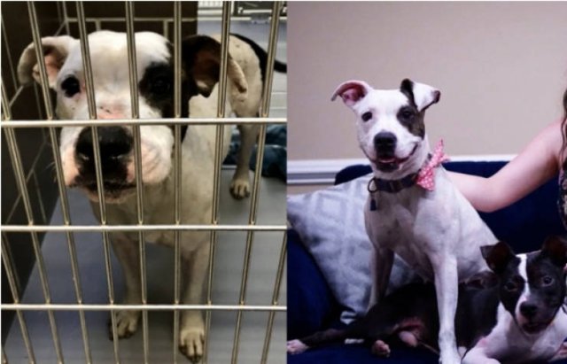 Dogs Before And After Adoption (28 pics)