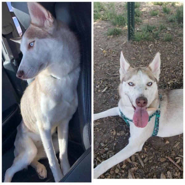Dogs Before And After Adoption (28 pics)