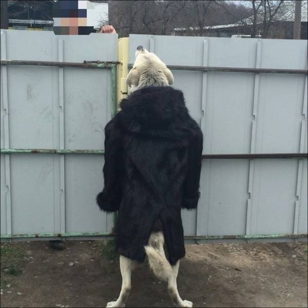 Funny Animals (61 pics)