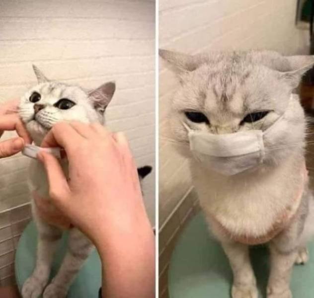 Funny Animals (61 pics)