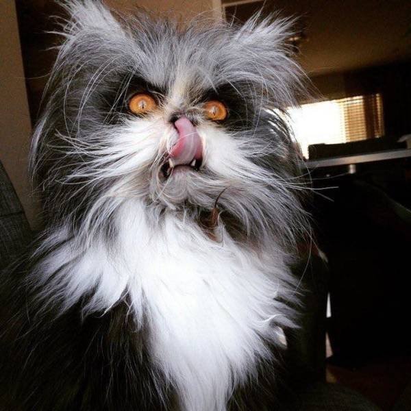 Cats That Went To The Dark Side (18 pics)