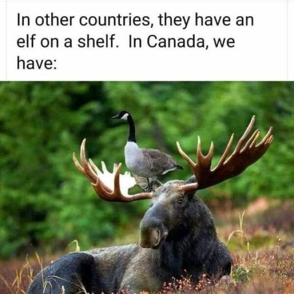 Jokes About Canada (15 pics)