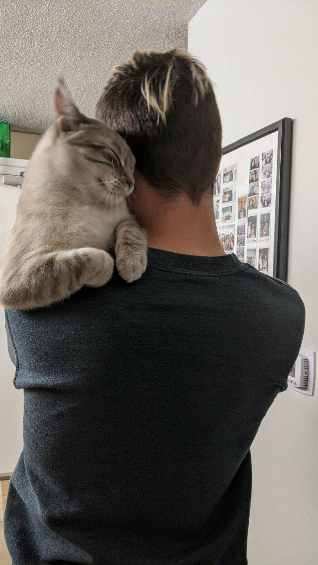 Why They Love Human Shoulders? (50 pics)