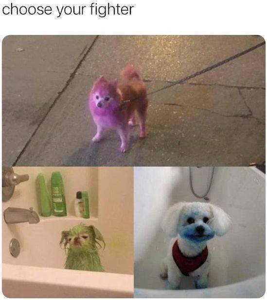 Funny Animals (42 pics)