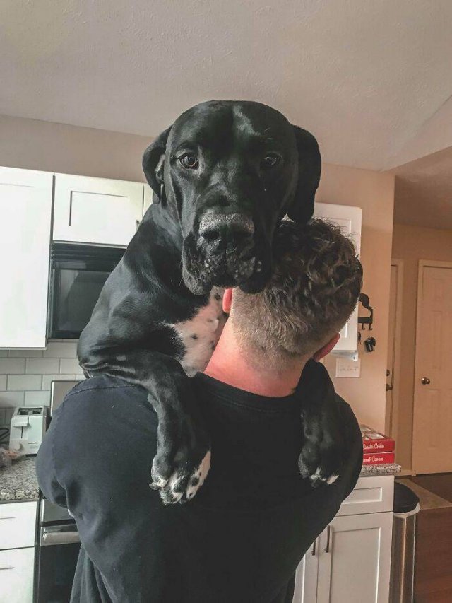 Why They Love Human Shoulders? (50 pics)