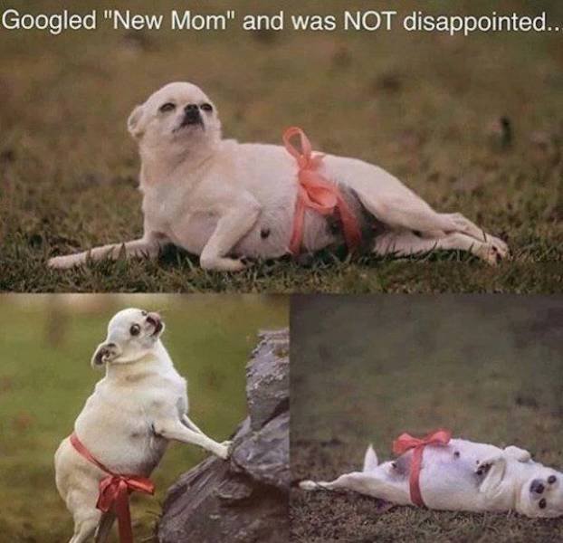 Funny Animals (42 pics)
