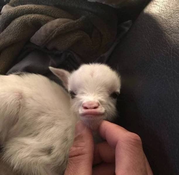 Funny Animals (42 pics)