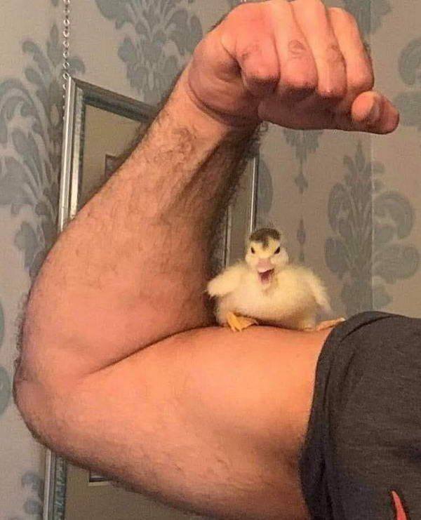 Funny Animals (42 pics)