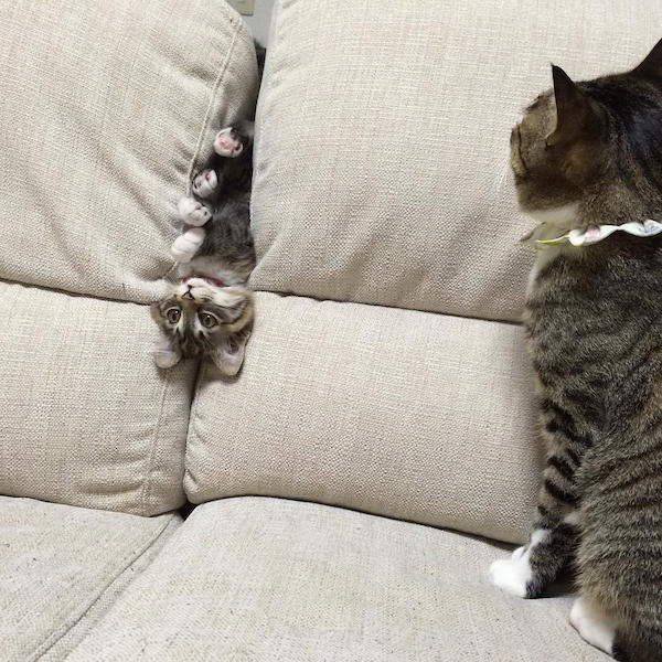 Funny Animals (42 pics)