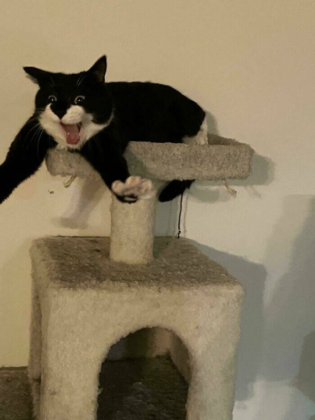 Funny Cats (25 pics)