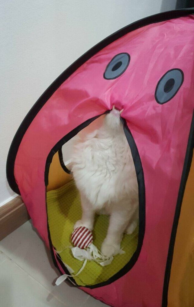 Funny Cats (25 pics)