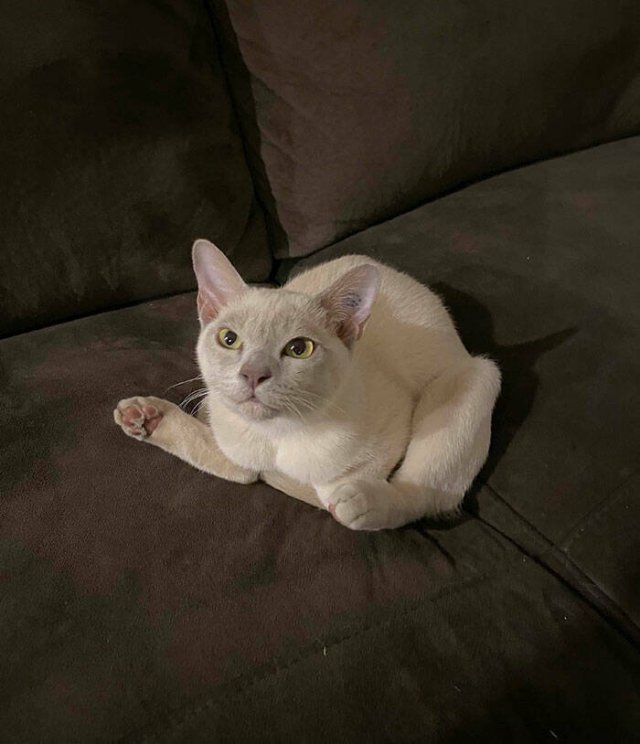 Funny Cats (25 pics)