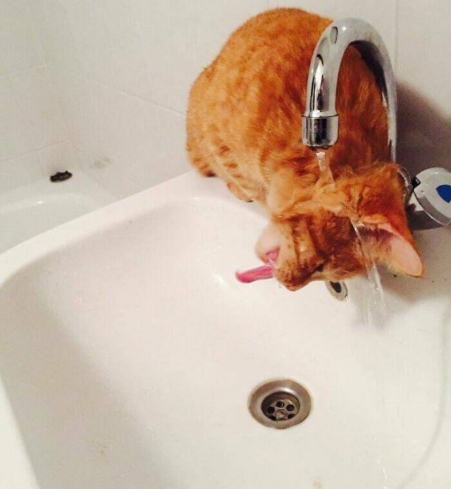 Funny Cats (25 pics)