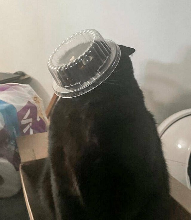 Funny Cats (25 pics)