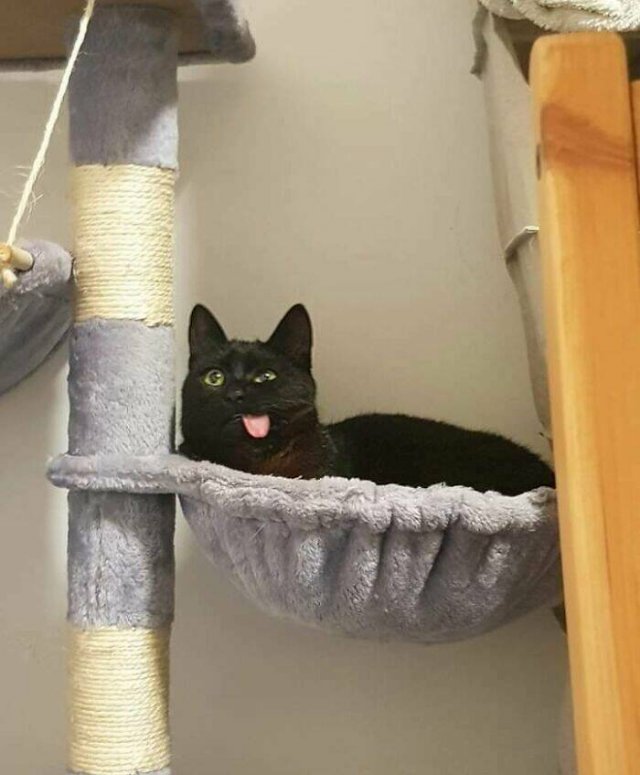 Funny Cats (25 pics)