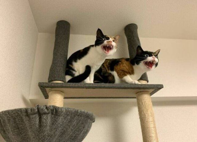 Funny Cats (25 pics)