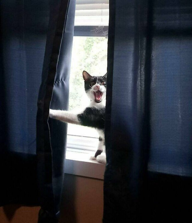 Funny Cats (25 pics)