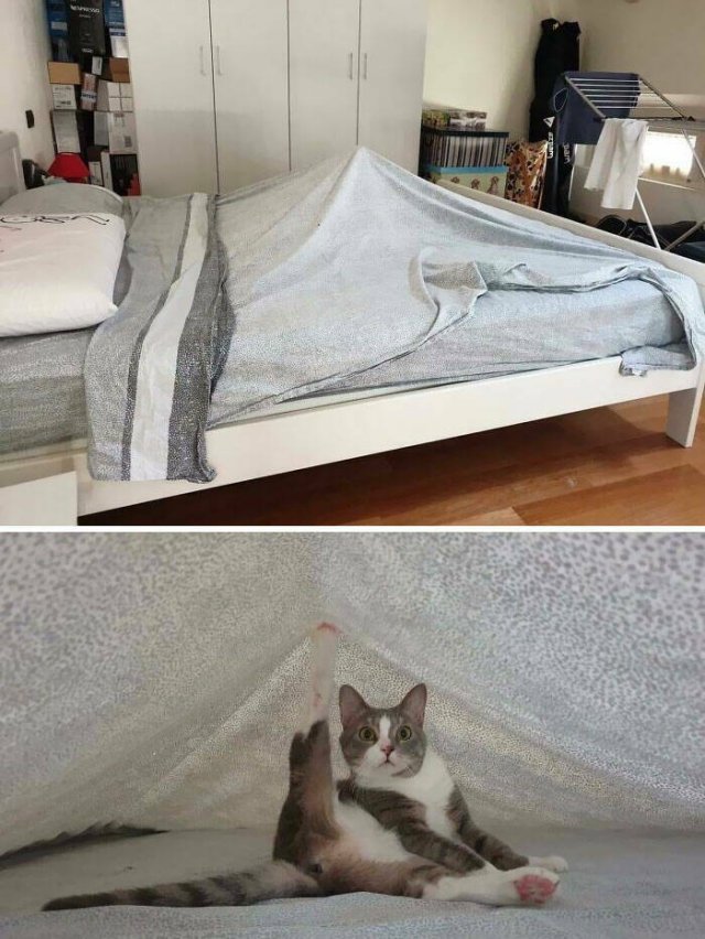 Funny Cats (25 pics)