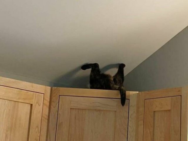Funny Cats (25 pics)