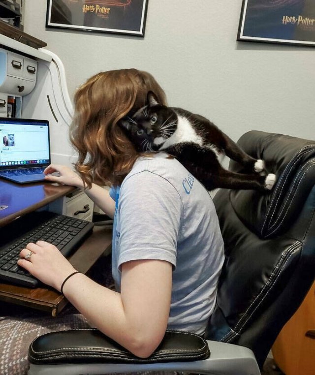 Funny Cats (25 pics)
