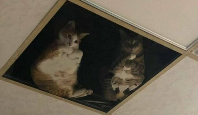 Funny Cats (25 pics)