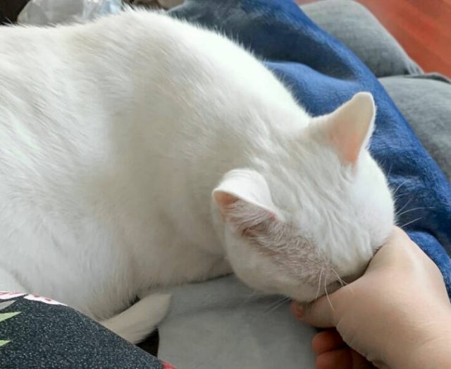 Funny Cats (25 pics)