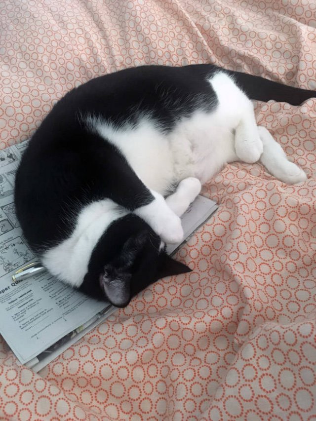 They Hate Books (22 pics)