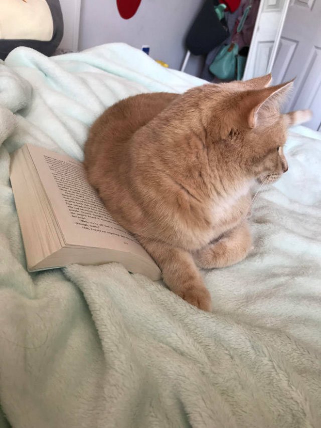 They Hate Books (22 pics)