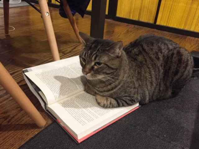 They Hate Books (22 pics)