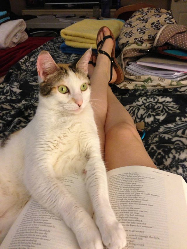 They Hate Books (22 pics)
