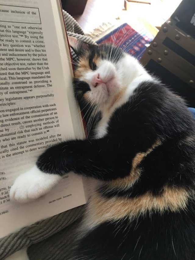 They Hate Books (22 pics)