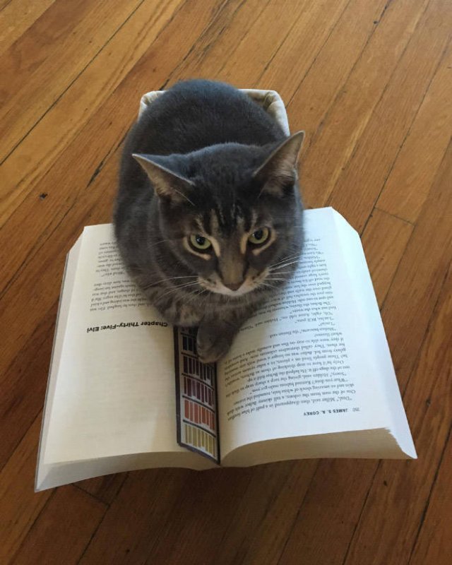They Hate Books (22 pics)