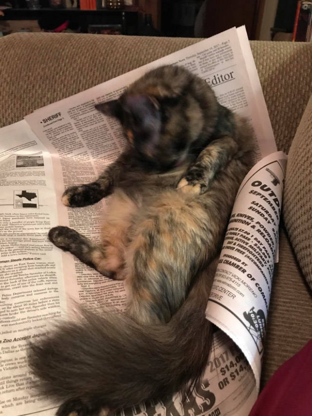 They Hate Books (22 pics)