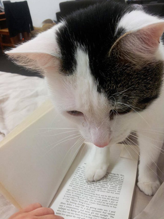 They Hate Books (22 pics)