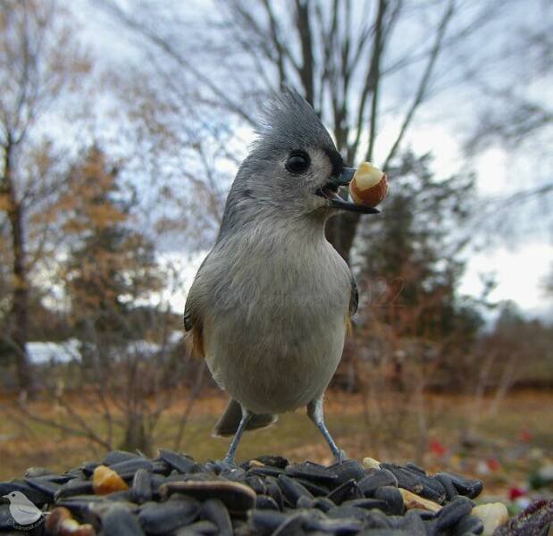 Funny And Interesting Photos Taken On A Camera Trap (25 pics)