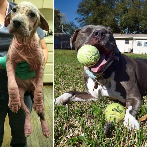 Dogs Before And After Adoption (40 pics)