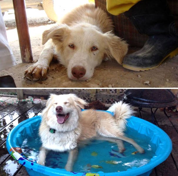 Dogs Before And After Adoption (40 pics)