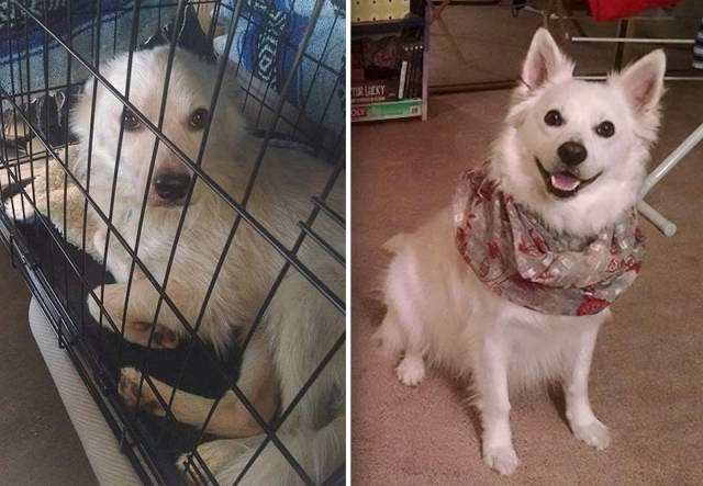 Dogs Before And After Adoption (40 pics)