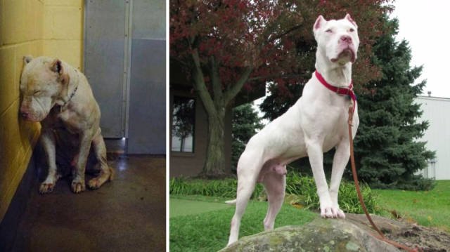 Dogs Before And After Adoption (40 pics)