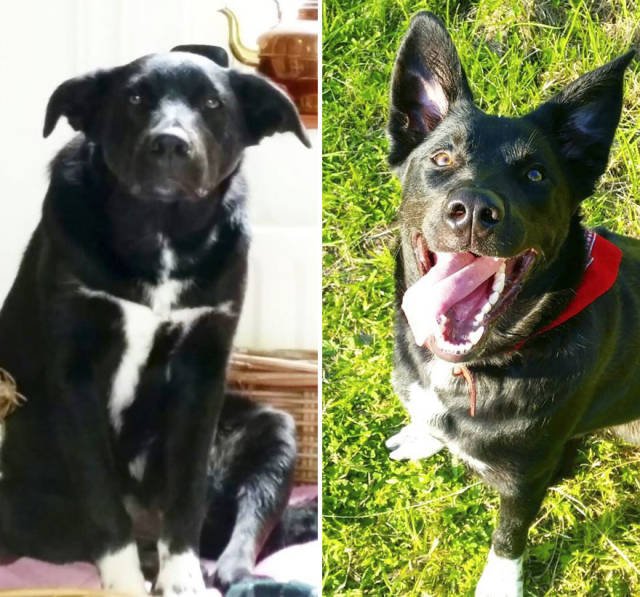 Dogs Before And After Adoption (40 pics)