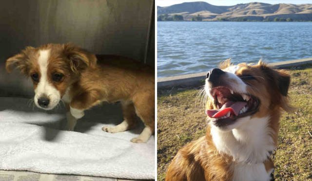 Dogs Before And After Adoption (40 pics)